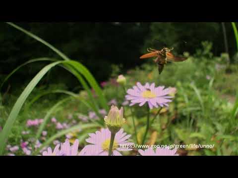 アカハナカミキリの飛翔　66倍スローモーション