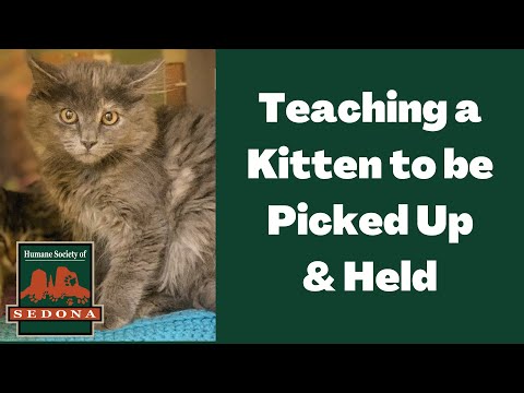 Cat Tip Tuesday: Teaching a Kitten to be Picked Up & Held