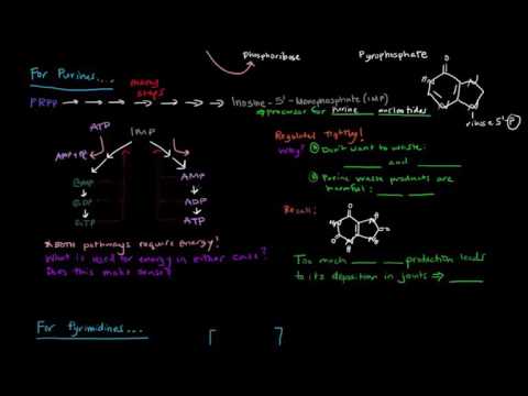 Sinh tổng hợp Purina e Pirimidina Nucleotídeo [HS27/80]