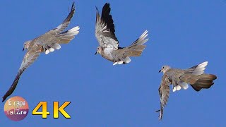 Doves cooing-Relaxing morning blackbird song &amp; dove sounds-Nature sounds calm meditation - 4K video