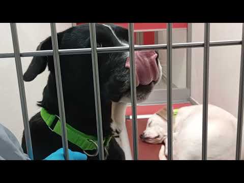 Luke-black lab 5y A876695 Rex-white 9 mo A856850 kennel 170 PACC shelter Rex didn't bark 2025827696