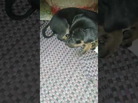 Today morning me and my brother rescued this poor puppy which is thrown on the sewage 😞🥺. 😢