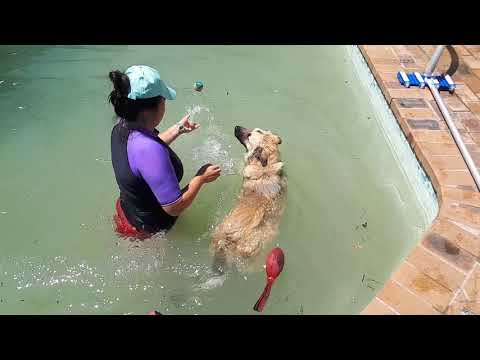 Rocky rocks the swimming! On LiveDOG's Walking Service: Seasonal Walking Service Swim