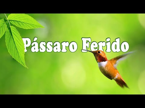 PASSARO FERIDO   Noemi Nonato   Letra