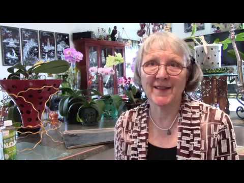 Old Phalaenopsis Orchid with long straggly monopodial Stem, that needs cut off