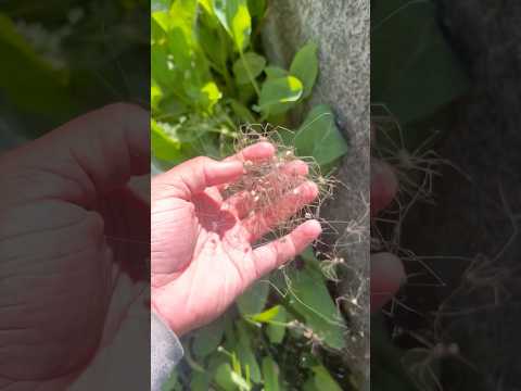 Daddy Longleg Cluster #nature