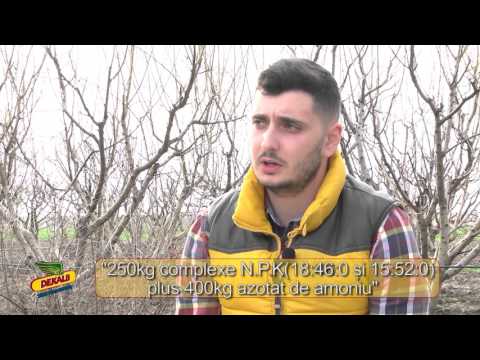 Testimonial DEKALB- DKC 4717, DKC 5141, DKC 4490- Spicons Impex srl-