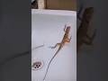 1 2 3 Start Lizard Funny Video Funniest Video Ever Shorts Funnyshorts