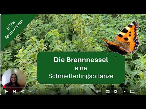 Die Brennnessel - eine wichtige Schmetterlingspflanze