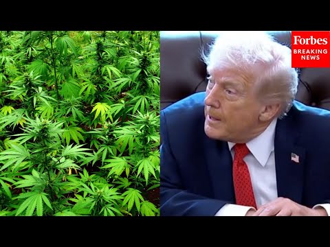 Video | Trump Asked About GOP Lawmakers Concerns That Rescheduling Cannabis Could Normalize Youth Drug Use