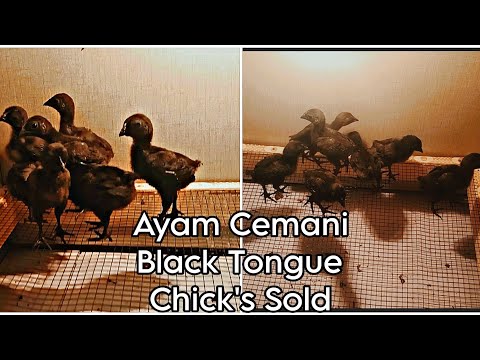 Ayam Cemani Black Tongue Chick's