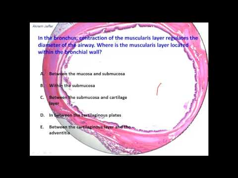 What Are The Histological Differences Between Trachea and Bronchus?