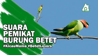 Download lagu SUARA PEMIKAT BURUNG BETET SUMATRA mp3