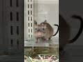 チョコレートデグーのYouTubeサムネイル画像