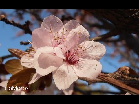 Ciruelo de flor: Prunus pisardii