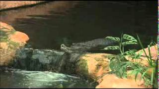 preview picture of video 'Les crocodiles de la Ferme aux Crocos de Pierrelatte'