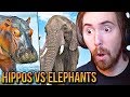 A͏s͏mongold Reacts To Are Hippos & Elephants OP? | TierZoo