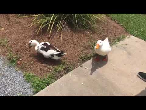 A pair of community ducks