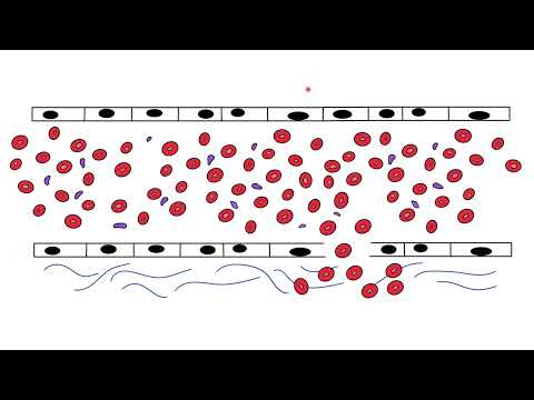 Blood Coagulation (Hemostasis) - An Introduction for Medical Students
