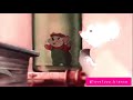 The Rescuers Bernard Bianca I Need Love