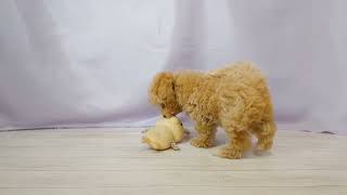 ハーフ犬の動画01