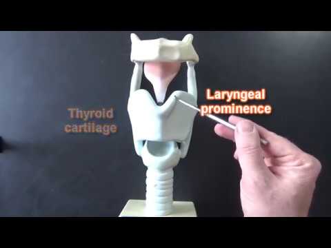 Larynx Model - Respiratory System