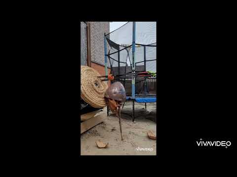 Drake Pathfinder 45lbs gegen Wikingerhelm.