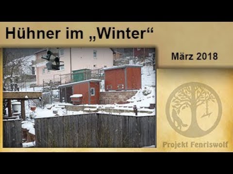 Hühner im Winter - Später Schnee im Hühnergehege