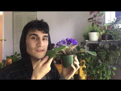 HOW TO CARE FOR AFRICAN VIOLETS (SaintPaulia)