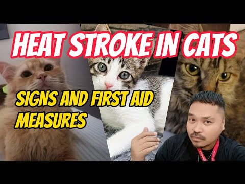 Bigotilyo Tips | How to Care for Your Cats in Summer | Signs of Cat Heatstroke and First Aid Tips