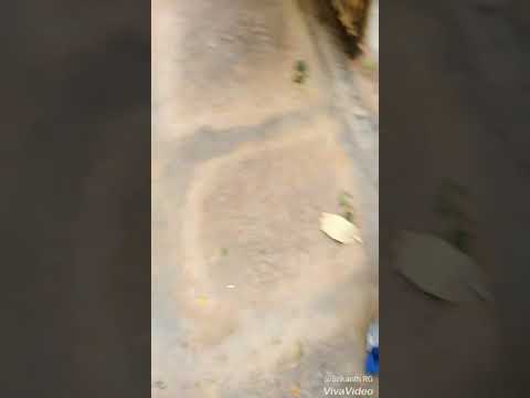 A busy Monday Morning with Allspice Tree leaves.