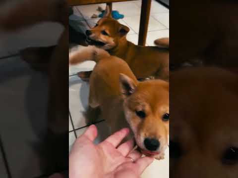Shiba Inu puppy for sale
