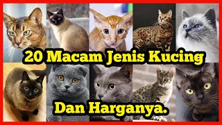 Download lagu 20 macam jenis ras kucing beserta Harganya mp3