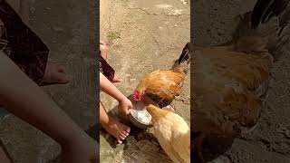 Download lagu Kasih makan ayam kate mp3