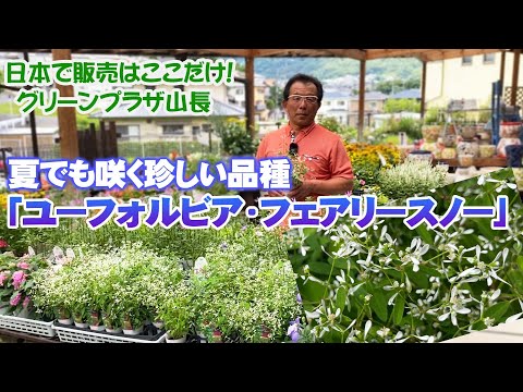 園芸 フロストピラープラント