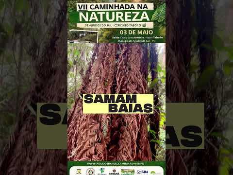 🌿✨ VEM AÍ A 7ª CAMINHADA NA NATUREZA – CIRCUITO TABOÃO!