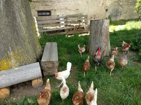 Potravinová soběstačnost - Sendvičový kompost a slepičí kombajn....