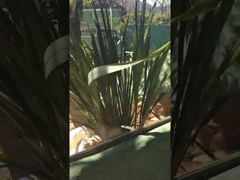 zoológico de Pomerode Santa Catarina