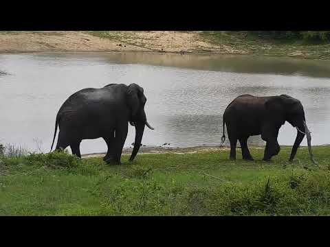 Djuma: Two Elephant bulls - 10:03 - 12/01/21