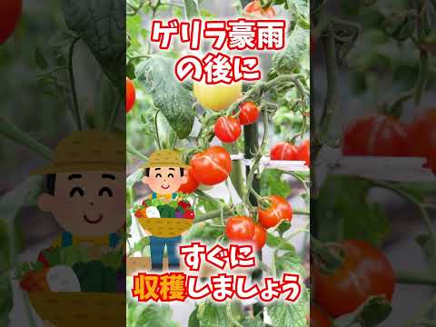 菜園を大雨から守るためのヒント