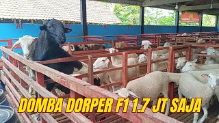 Download lagu HARGA MURAH‼️DOMBA DORPER F1, PAKET BREEDING, BUNTING, dll. SIAP TAMPUNG KEMBALI❤️‍🔥❤️‍🔥 mp3