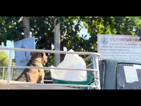 VLOG | Traveling to Bang Kachao 🇹🇭