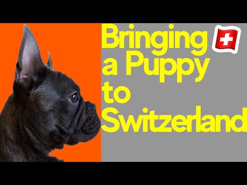 Getting a dog in Switzerland - bringing a puppy to Switzerland from abroad (EU)