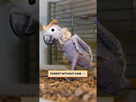 How Animals Look Without Hair - Part 2M