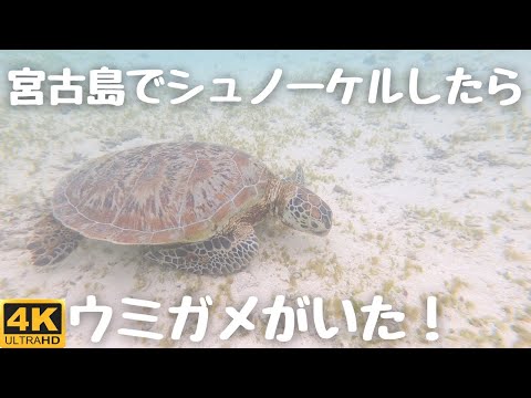 [Cura] Nadar com tartarugas marinhas na praia de Shinshiro em Miyakojima, Okinawa [Fotografado com GoPro8]/Miyakojima Praia Aragusuku Nadar com tartarugas marinhas