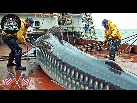 How Sturgeon Caviar Is Farmed And Processed - How It Made Caviar | Processing Factory