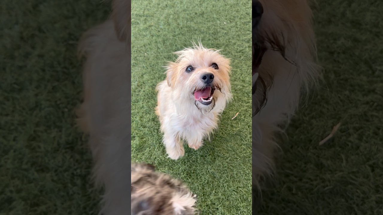 Enlarge Rosita, an adopted mixed breed in PHOENIX, AZ video 2/6
