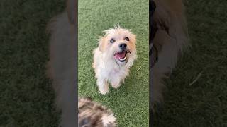 Video preview image #1 Mutt Puppy For Sale in Phoenix, AZ, USA