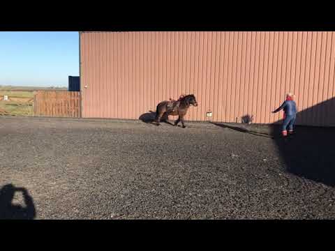 Pony Riding Lessons UK #23 How to fall correctly when losing your stirrups