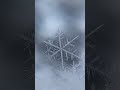 The Biggest Snowflake Shorts